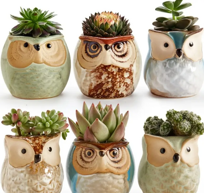 Set of 6 Owl Pots