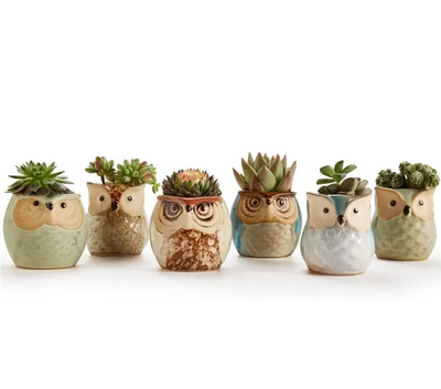 Set of 6 Owl Pots